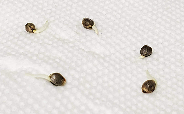 Проращивание семян между влажными полотенцами Пророщенные корешки из семян