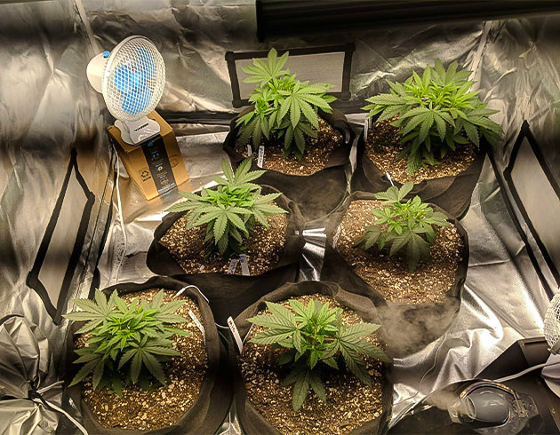 Равномерный рост Notorious THC Перемещение автиков на улицу