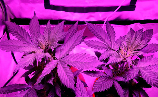 Четвертая неделя вегетации Формирование зеленой массы