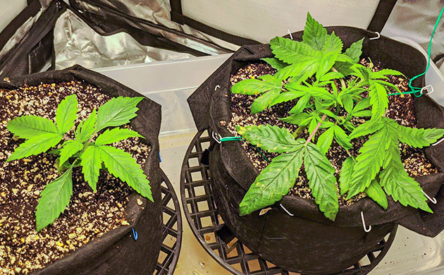 Техника LST на 3 неделе роста Кусты каннабиса с желтыми пятнами на листьях