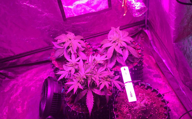 Развитие Auto White Widow fem на 3 неделе выращивания Куст конопли Auto White Widow fem на 3 неделе роста
