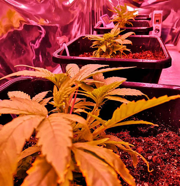 Дефицит калия у растений Засохшие нижние листья куста