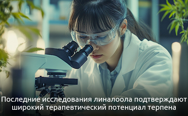 Использование линалоола в медицине Перспективы применения линалоола