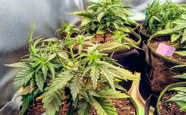 LST на 4 неделе выращивания Кусты конопли после LST