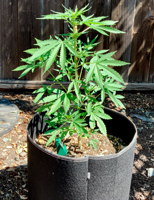 Переход в цветение на 5 неделе Активный рост куста на 5 неделе