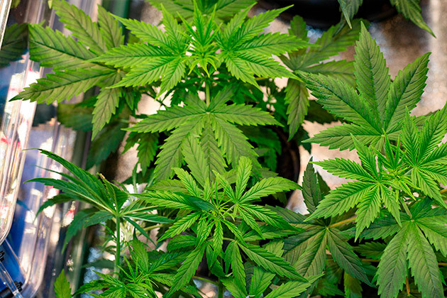 Проведение тренировки LST Кусты Runtz Auto от Barney's Farm ростом 25 см