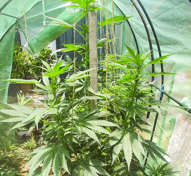 Цветение куста Pineapple Chunk Куст Pineapple Chunk на цветении