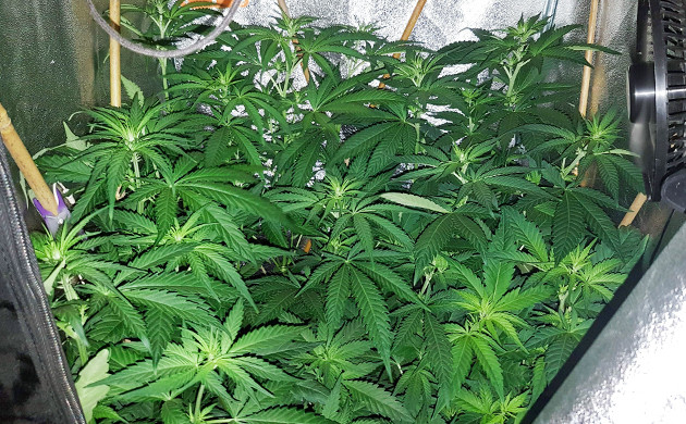 Цветение на 7 неделе Кусты ростом 60 см