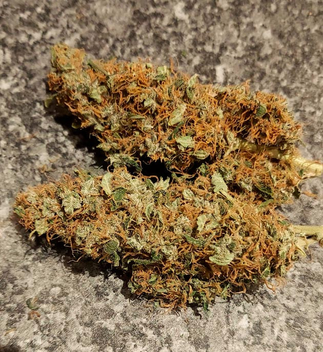 Общие впечатления о грове сорта Auto White Widow Собранные шишки конопли