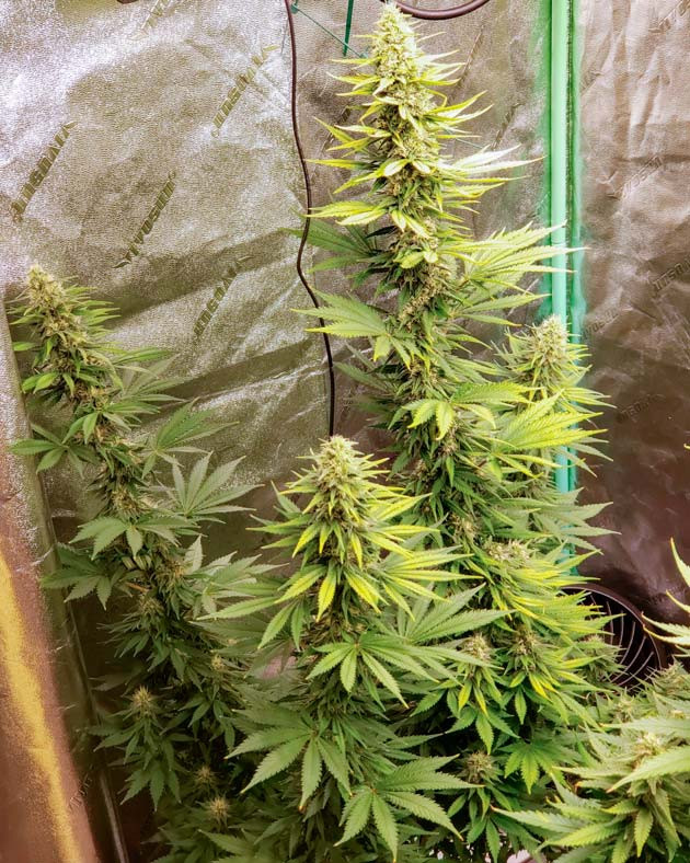 Активное формирование бутонов Куст Bruce Banner #3 от Herbies Seeds на 10 неделе