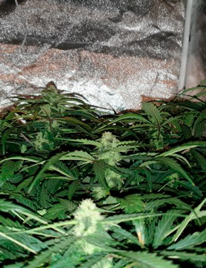 Цветение на 7 неделе Кусты ростом 68-70 см