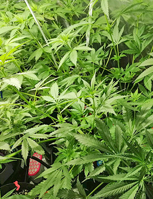 Возобновление автополива с раствором для цветения Куст ростом 110 см