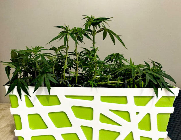 Марихуана на 8 неделе роста