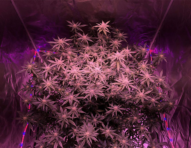 Остановка роста и формирование соцветий Blueberry Muffin: сильный запах черники