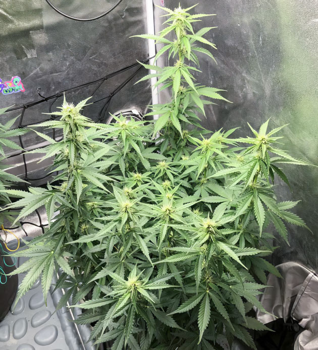 Проблемы с подгибанием веток Pink Rozay Auto Показатели температуры и влажности для Pink Rozay Auto