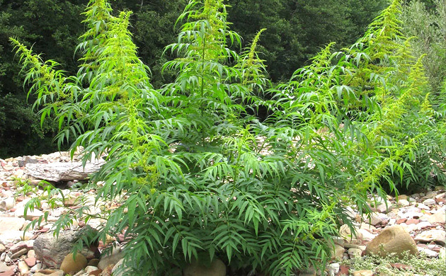 Растение датиска коноплевая Датиска коноплевая