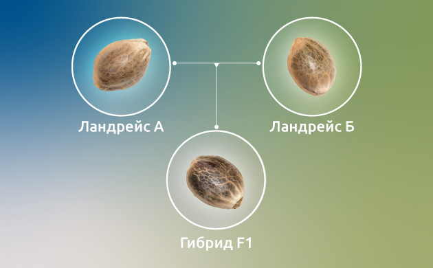 Гибриды F1 марихуаны Каннабис: гибриды F1