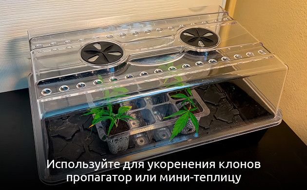 Использование пропагатора для укоренения Поддержание условий для укоренения клонов