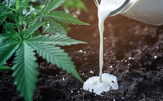 Польза кефира при выращивании конопли Кефир для конопли