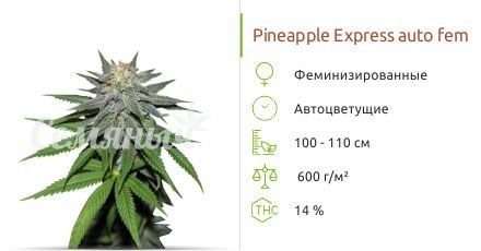 Сорт конопли Pineapple Express auto Pineapple Express auto fem от Barney's Farm