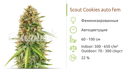 Сорт марихуаны Scout Cookies Auto Scout Cookies Auto от сидбанка Семяныч