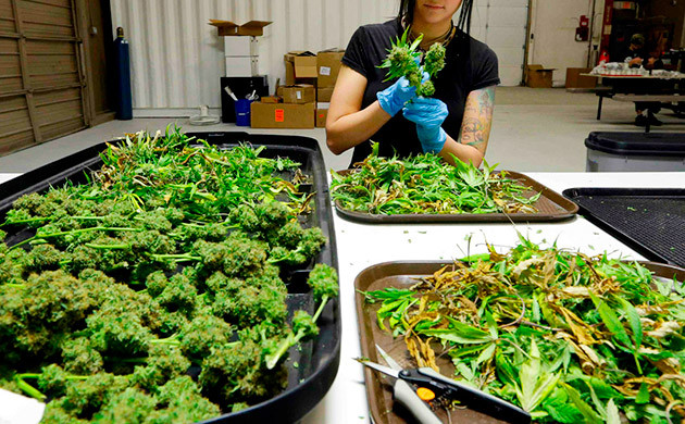 Обязанности триммера Обрезка листьев конопли