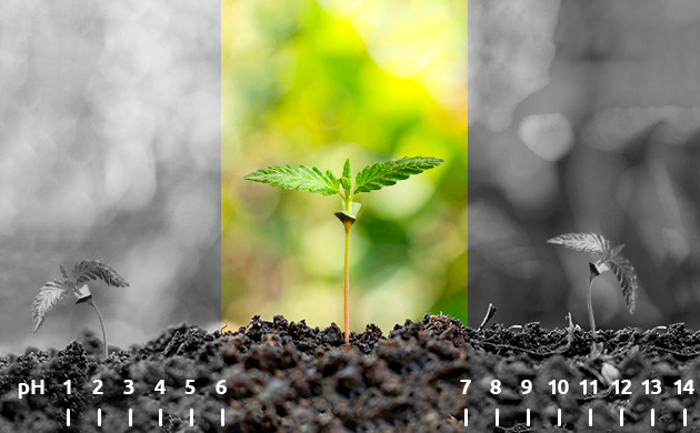 Оптимальный уровень pH для конопли Уровень pH в пределах 6-7