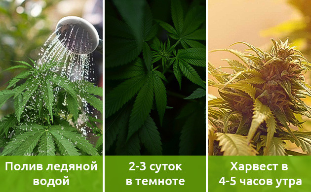 Подготовка растений к харвесту Подготовка растений к харвесту