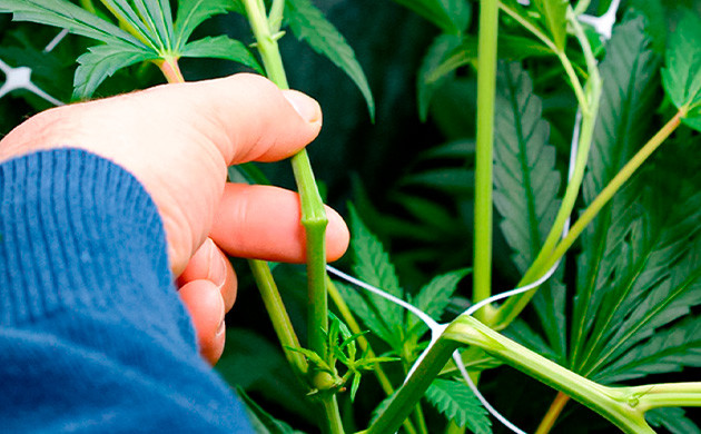 Внедрение суперкроппинга для увеличения количества трихом в каннабисе Суперкроппинг: увеличение производства трихом в каннабисе