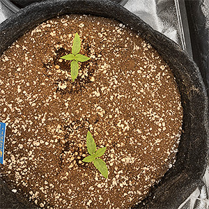 Набор зеленой массы Вторая неделя вегетации