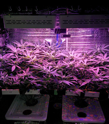 13 неделя выращивания Клоны Fruit Punch на 13 неделе