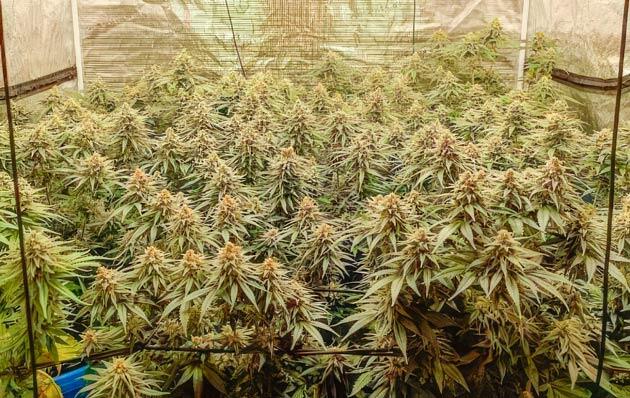 Подготовка к харвесту Кусты Mimosa X Orange Punch на 13 неделе