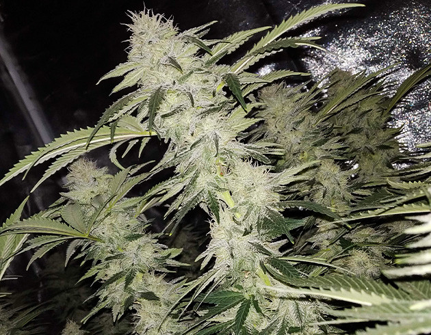 Появление запаха цитруса Шишка покрытая трихомами