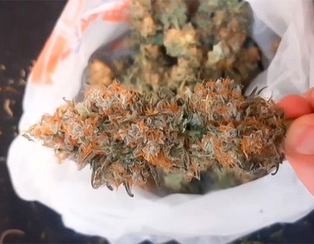 Сбор урожая и впечатления от гровера Харвест