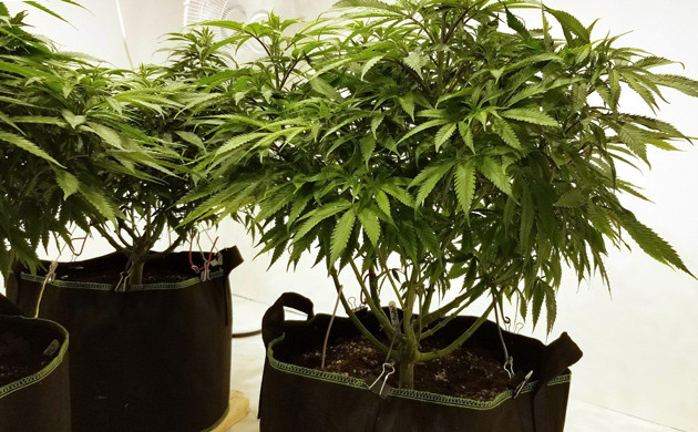 Куст каннабиса Amherst Sour Diesel на 10 неделе Дефолиация листьев и метод ScrOG