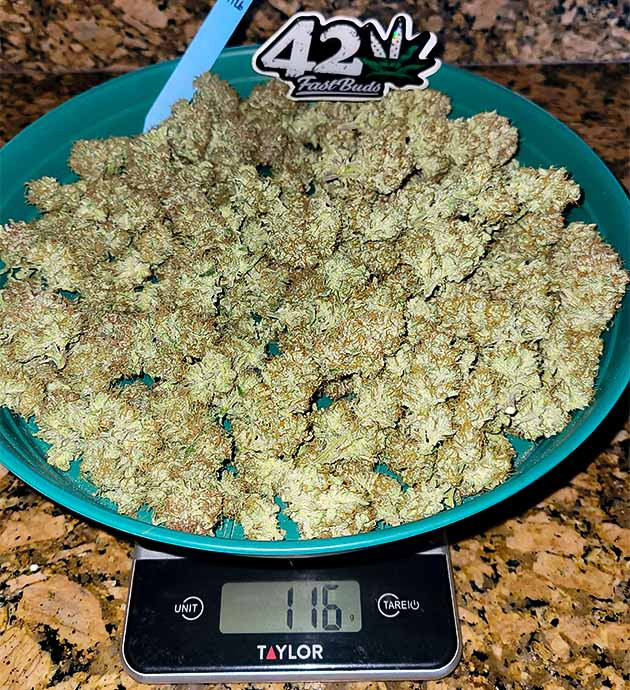 Сбор урожая с кустов Strawberry Amnesia Плотные шишки и уникальный эффект Apricot Auto