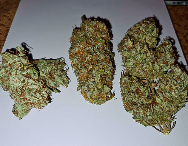 Сбор урожая и общие впечатления Харвест