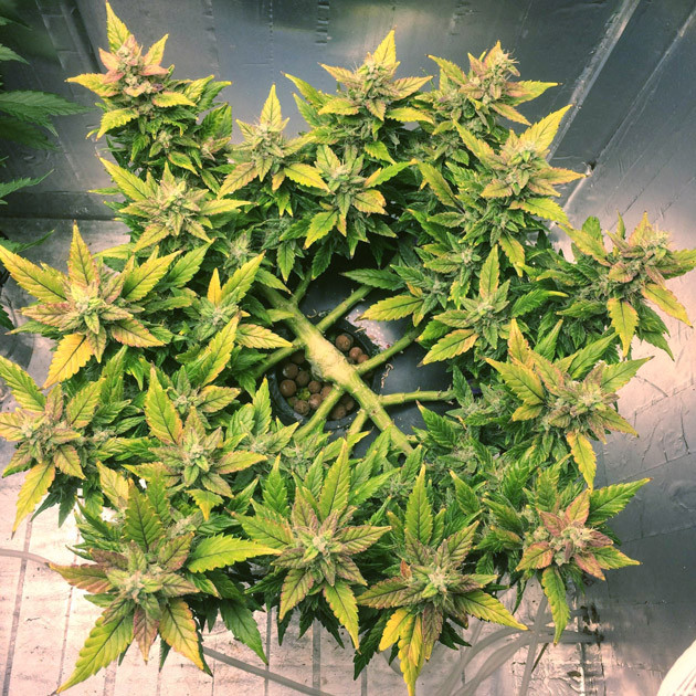 Цветущий куст Gorilla Glue Auto Gorilla Glue Auto c желтыми листьями перед харвестом