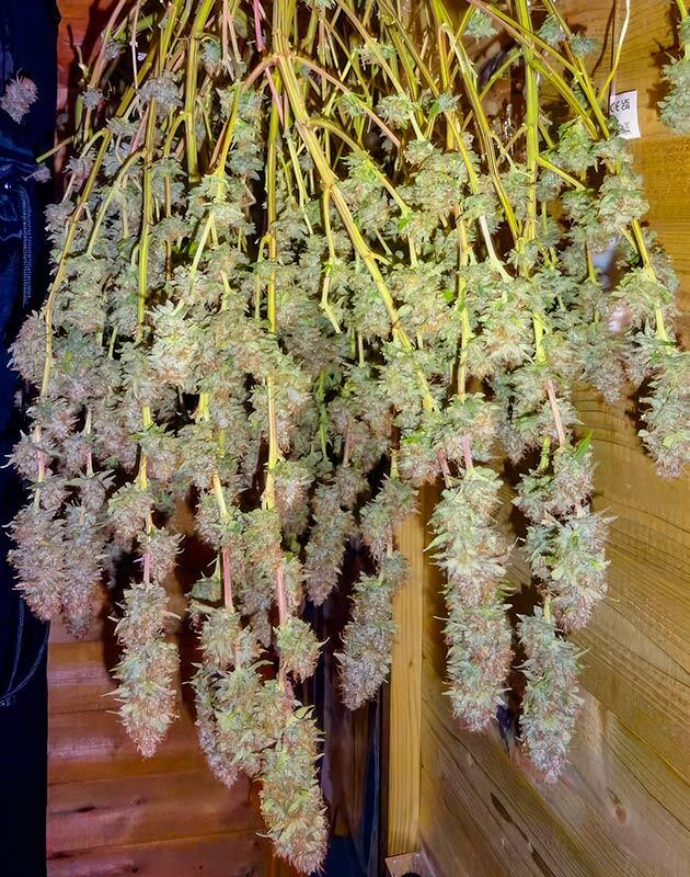 Общее впечатление о грове сорта конопли Royal Runtz Конопля на сушке