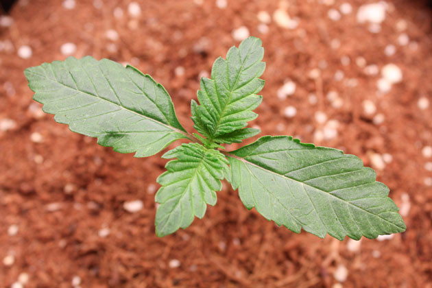 Полив конопли Росток Orange Apricot Glue XL Auto ростом 7 см