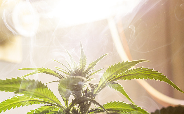 Переизбыток освещения Испарение влаги с куста