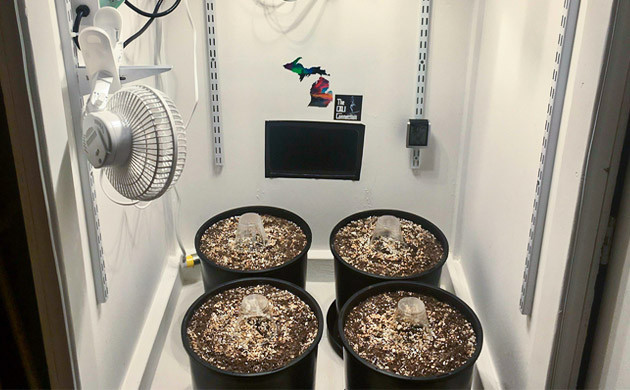 Этап проращивание семян Четыре 20 литровых горшка в гроубоксе