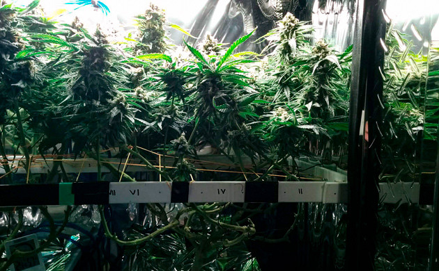 Промывка и харвест конопли Куст перед харвестом