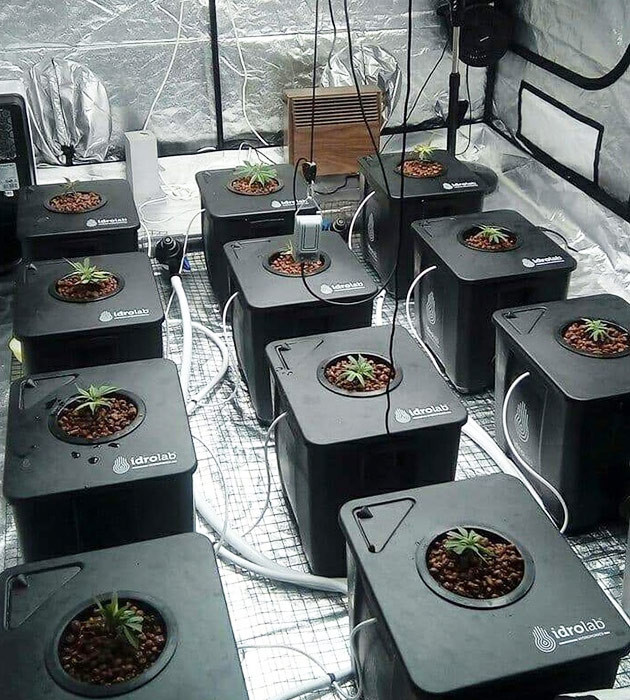 Пересадка клонов в гидропонные установки Ростки в системе DWC