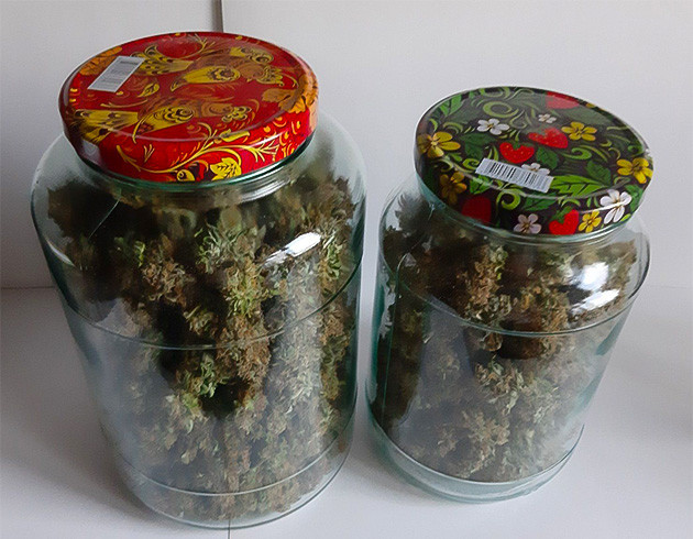 Впечатления от Critical Orange Punch Auto Урожай Critical Orange Punch Auto