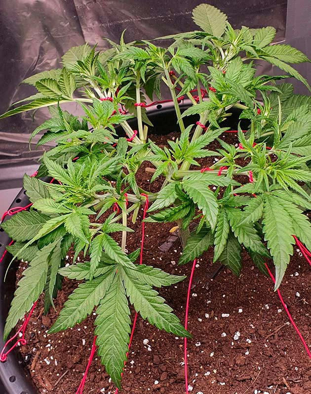 Активный рост конопли на 4 неделе LST-подгиб марихуаны