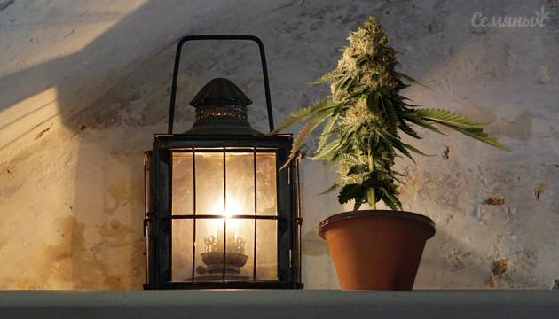 Подборка выносливых автоцветов Подборка автоцветущих сортов конопли