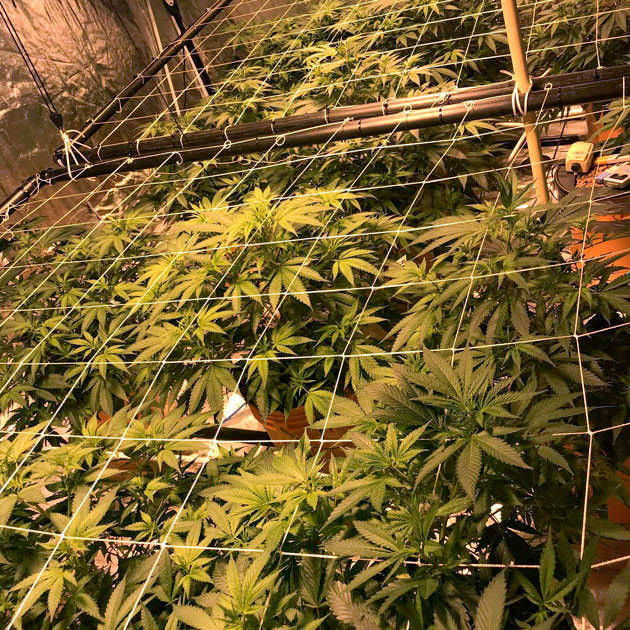 Установка сеток ScrOG Сетки ScrOG над кустами