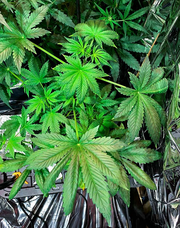Восстановление куста конопли после топпинга Яркие и зеленые листья конопли на 5 неделе выращивания