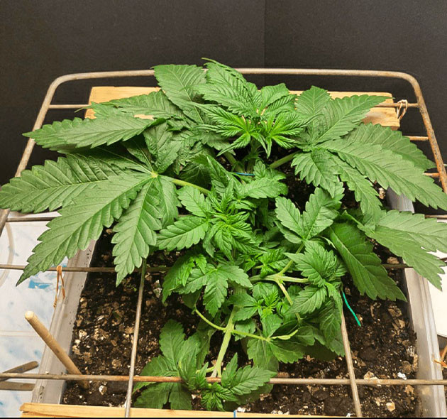 Применение техники LST Пересадка Glue Sherbert при выращивании